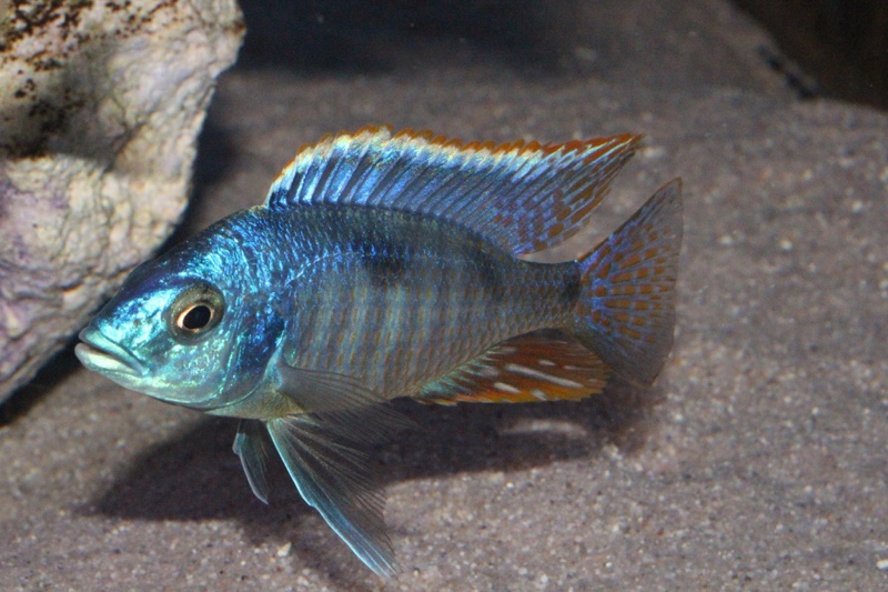 Hemitilapia oxyrhynchus